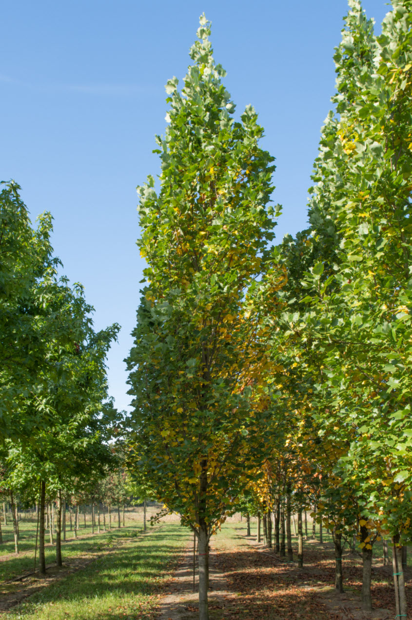 Liriodendron tulipifera 'Fastigatum'